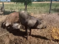 Cerdos (lote, sexo no especificado), Дюрок — foto 5