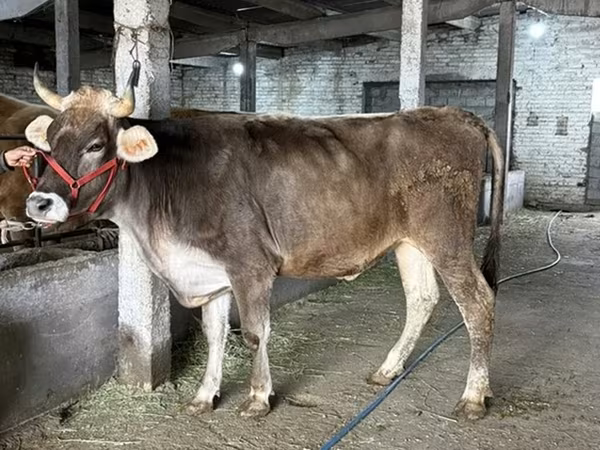 Корова, Swiss cattle