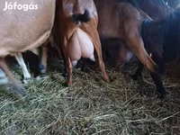 母山羊, Goats — 照片 2