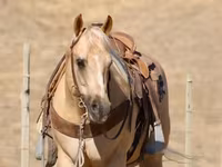 Pastuv, Quarter Horse — fotografija 6