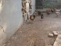 Chickens — foto 1