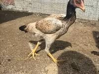 Chickens — photo 2
