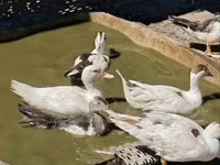 Ducks — الصورة 6