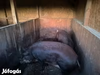 公猪, Мангалица — 照片 1