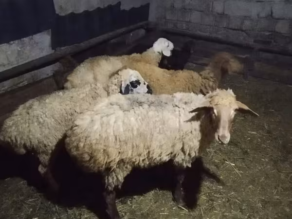 Вівці (партія, стать не вказано), Вівці