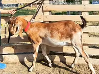 عنزة, Nubian Goat — الصورة 4