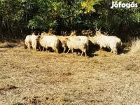 Ovca, Racka sheep — fotografija 5
