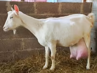 Koza, Saanen goat — zdjęcie 1