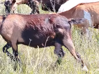 Koza, Nubian Goat — zdjęcie 2
