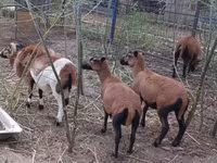 公羊, Cameroon sheep — 照片 4