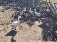 Ducks — Foto 2