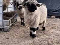母羊, Valais Blacknose sheep — 照片 3