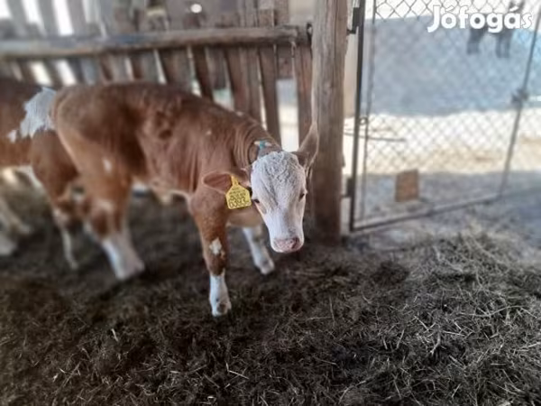 Byk, Simmental cattle