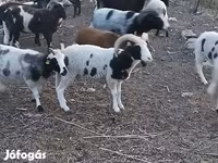 Ovan, Jacob's sheep — fotografija 1
