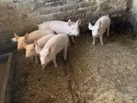 Schweine (Partie, Geschlecht nicht angegeben), Schweine — Foto 2