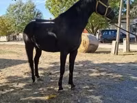 Hengst, Hungarian horse breed — Foto 3