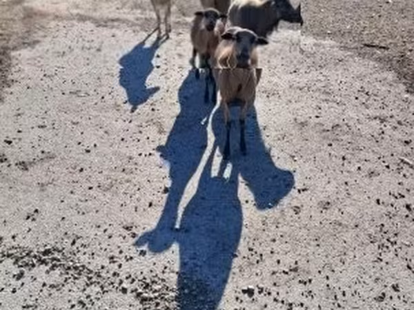 Owca, Cameroon sheep — Węgry