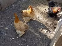 Chickens — 写真 2