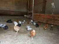 Pekinška bantam — fotografija 2