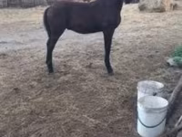 Hengst, Nonius horse — Foto 8