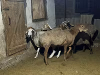 雌羊, Arashan sheep — 写真 2