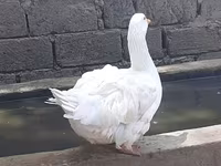 Geese — fotografija 3