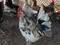 Chickens — fotografija 6