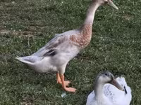 Ducks — الصورة 3
