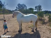 Hengst, Percheron — Foto 3