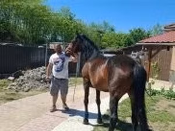雌馬, 馬