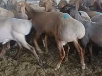 Қошқар, Hissar sheep — 3-сурет