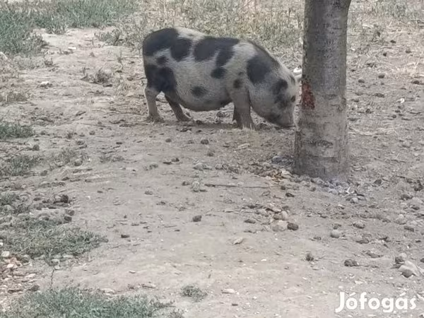 Свиноматка, Гёттингенский минипиг