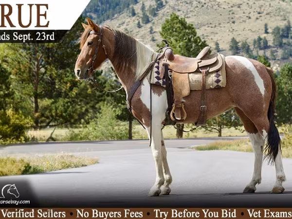 Kobila, Tennessee Walking Horse