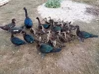 Ducks — fotografija 2