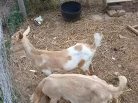 Goat, Goats — photo 2
