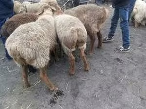 Baran, Owce