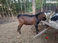تيس, Nubian Goat — الصورة 2
