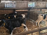 Touro, Russian Black pied cattle — foto 3