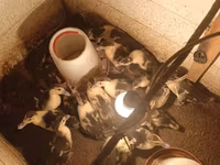 Ducks — photo 1