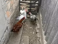 Geese — Foto 5