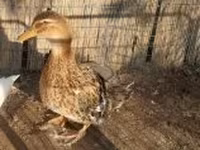 Ducks — fotografija 2
