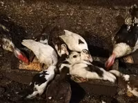 Ducks — 写真 5