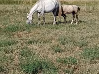 Madyan, Percheron — foto 3