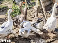 Geese — फ़ोटो 5