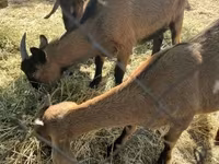 Goat, Alpine goat — photo 3