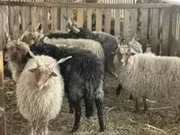 Ovan, Racka sheep — fotografija 3