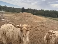 Carneiro, Racka sheep — foto 1
