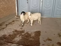 Козел, Кози — фото 5