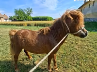 公马, Horses — 照片 2