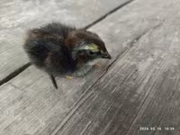 Quails — zdjęcie 4